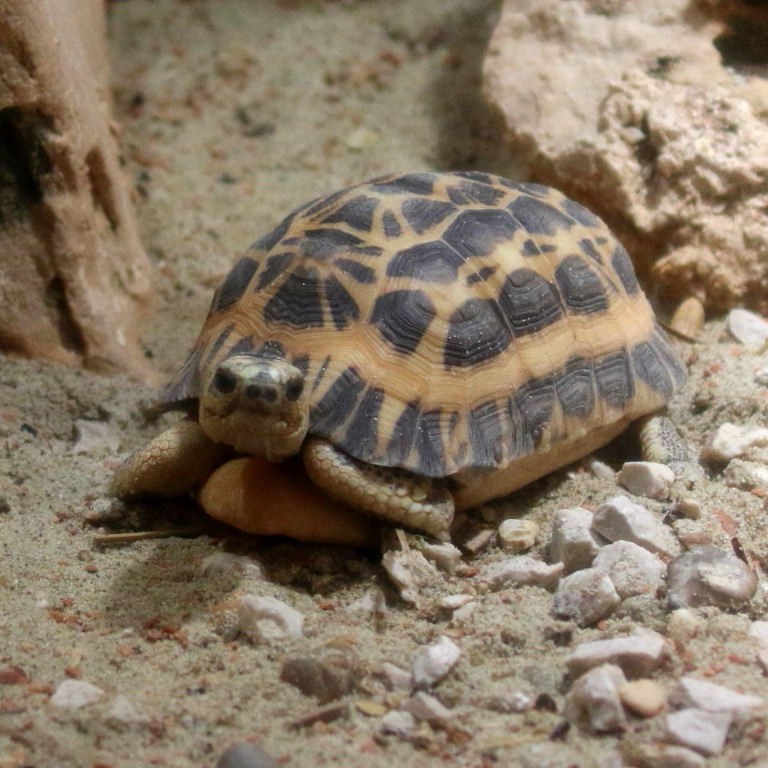 Spider tortoise