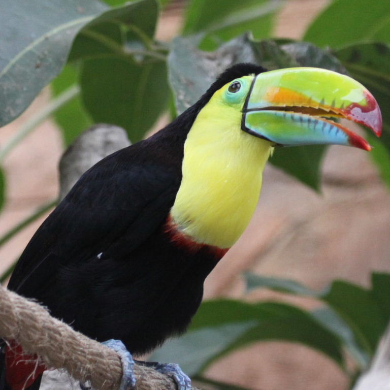 Beak coloured and varnished