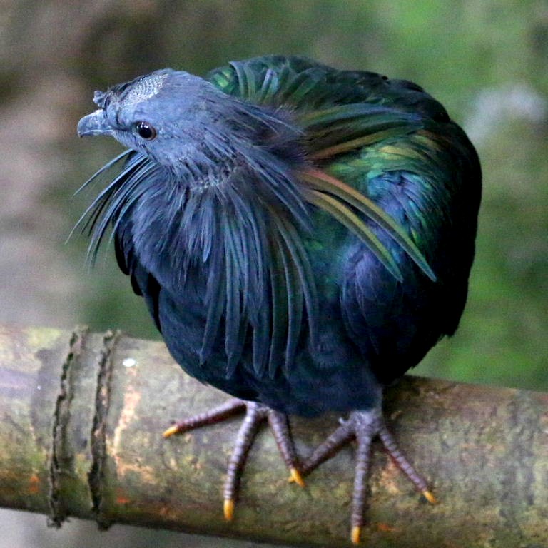 Nails to match gold highlights a rip off