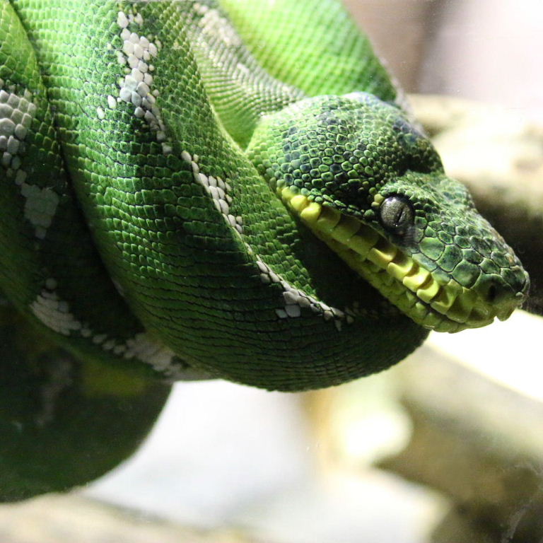 Emerald Boa