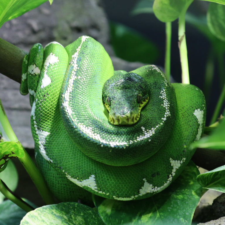 Emerald Boa