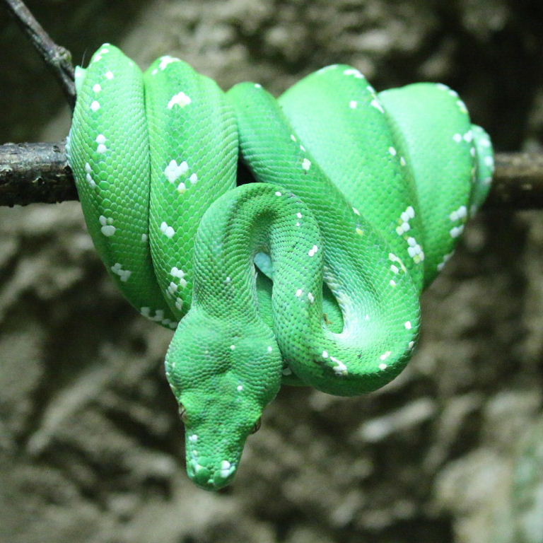 Green Tree Python