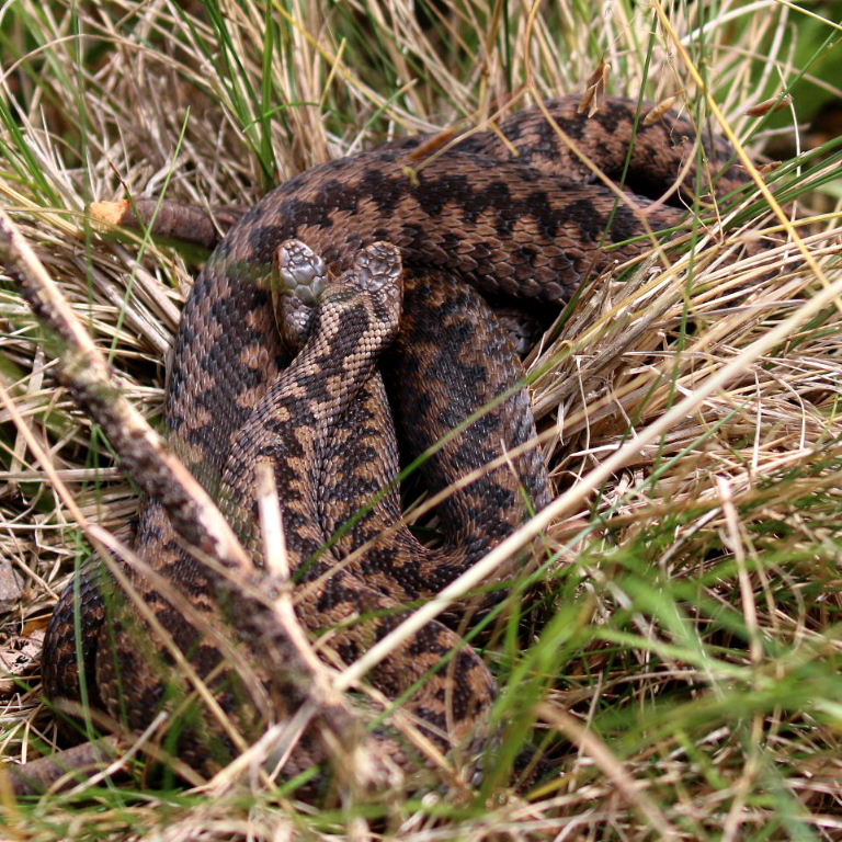 Adders