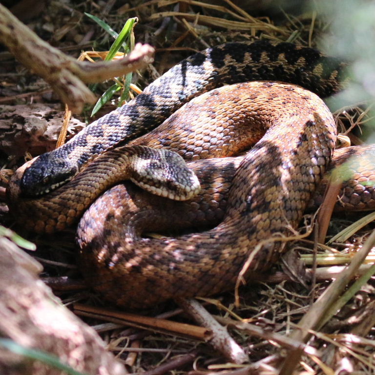 Adders