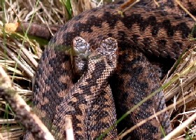 Adders