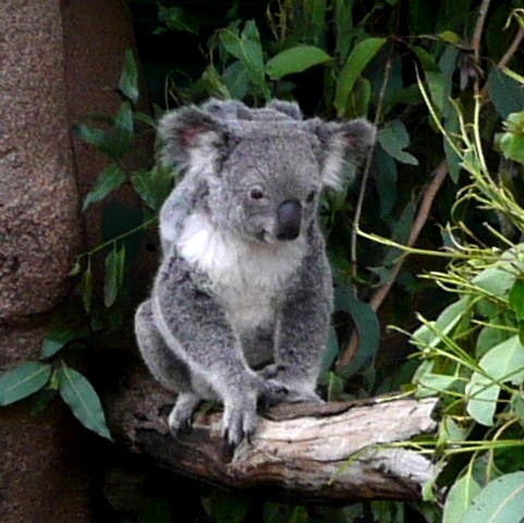 Drop Bear