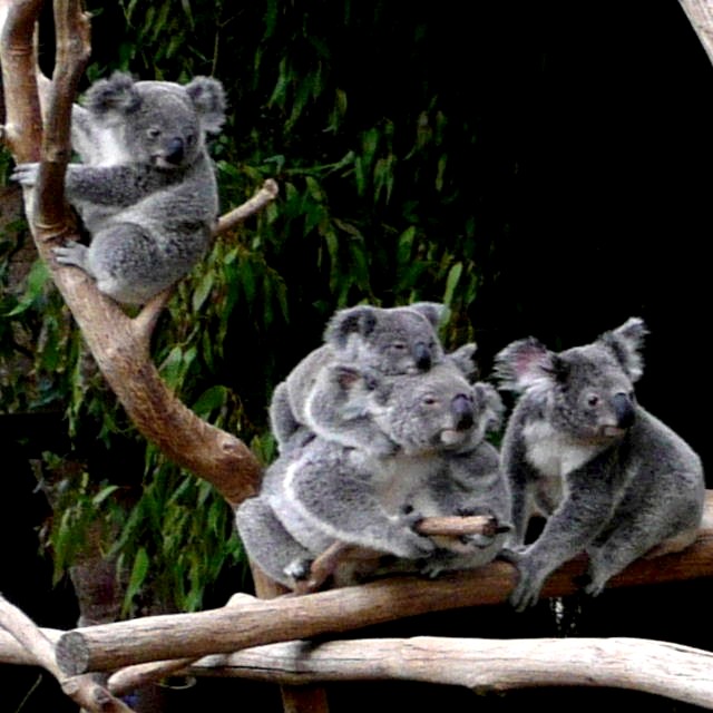 drop bears ready to launch