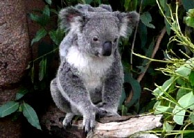 Drop Bear