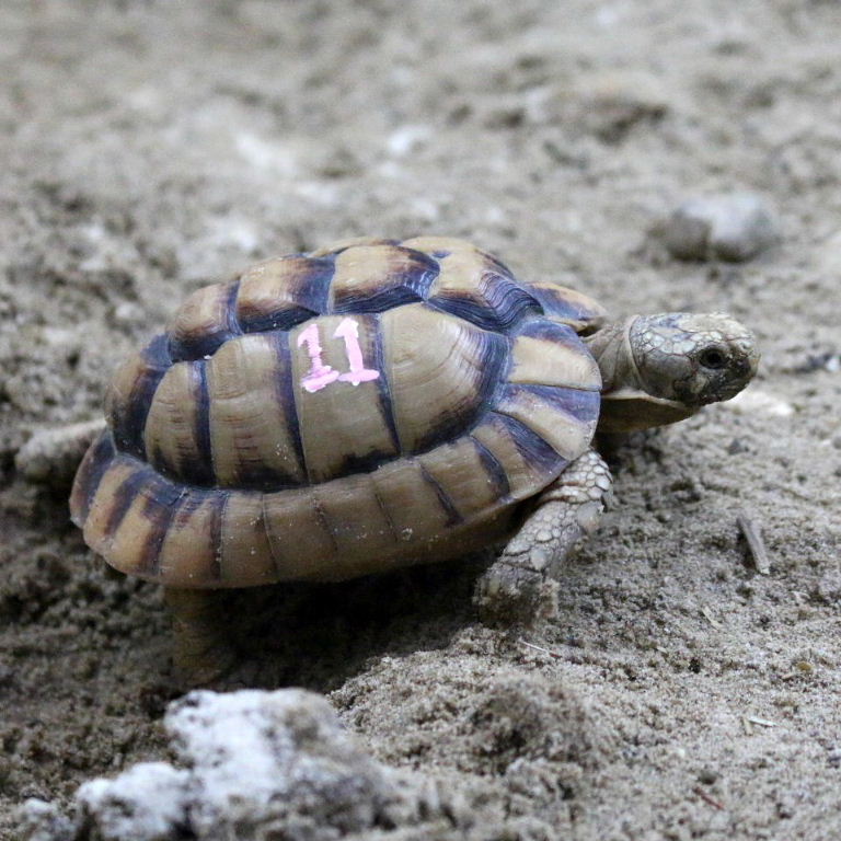 Tortoise Grand National