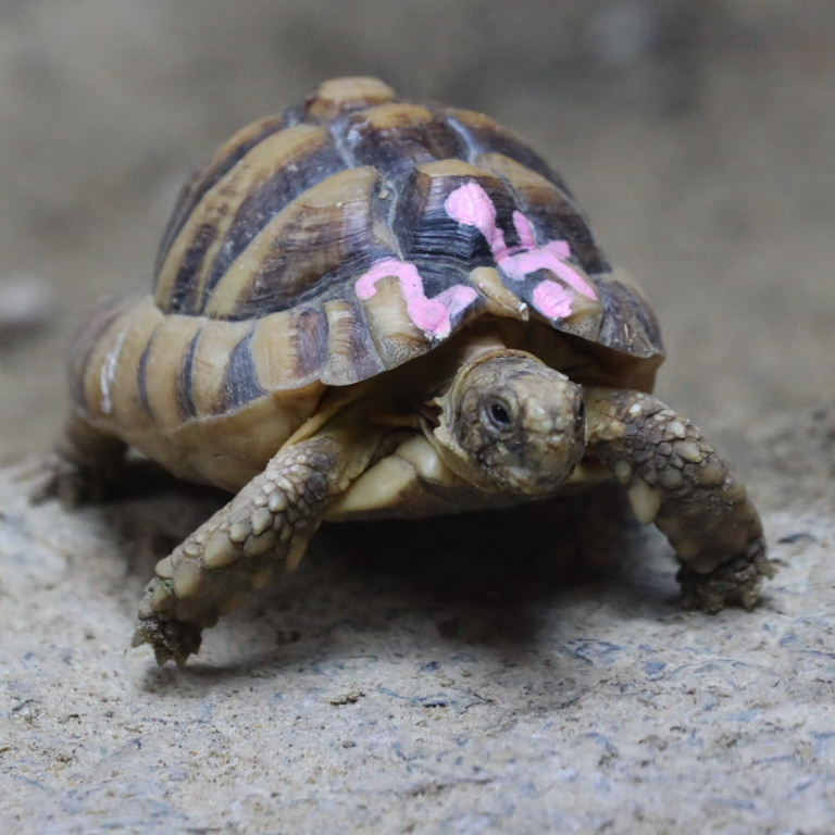 Tortoise Grand National