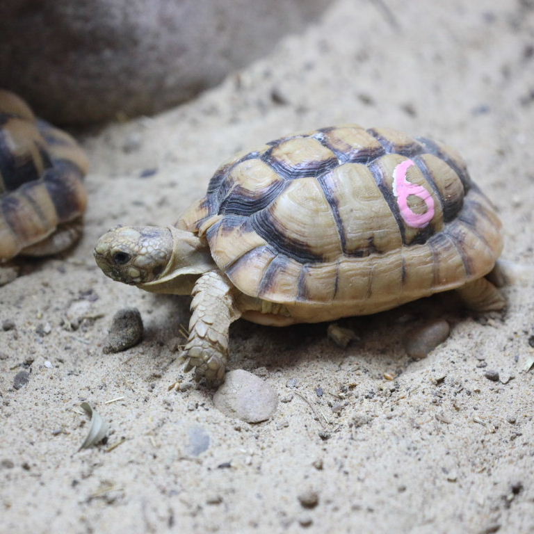 Tortoise Grand National