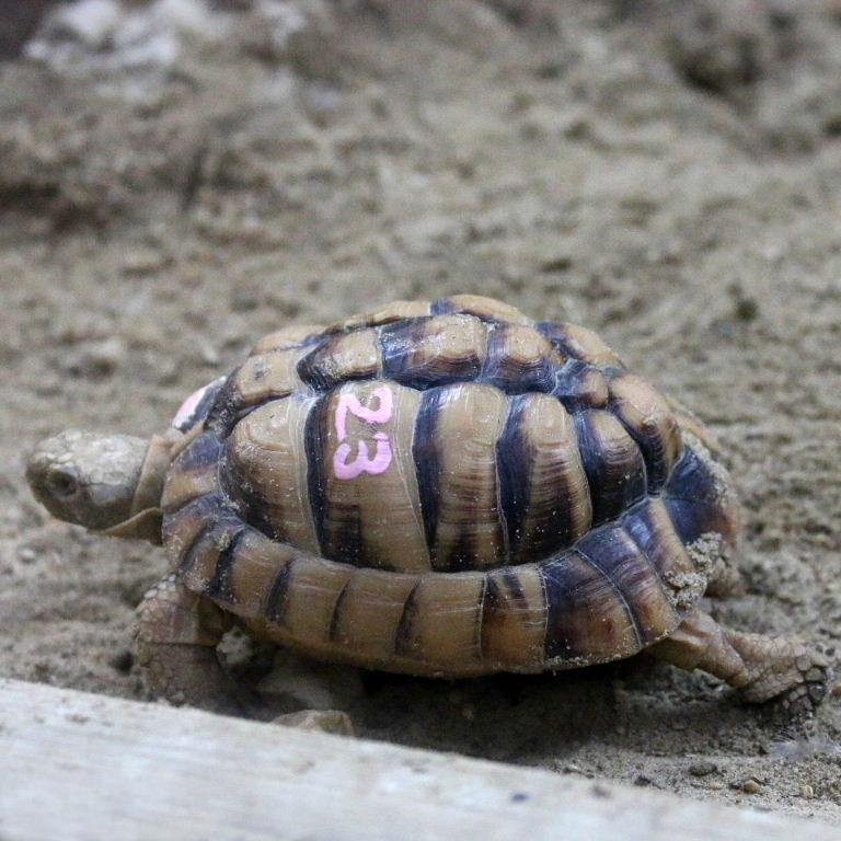 Tortoise Grand National