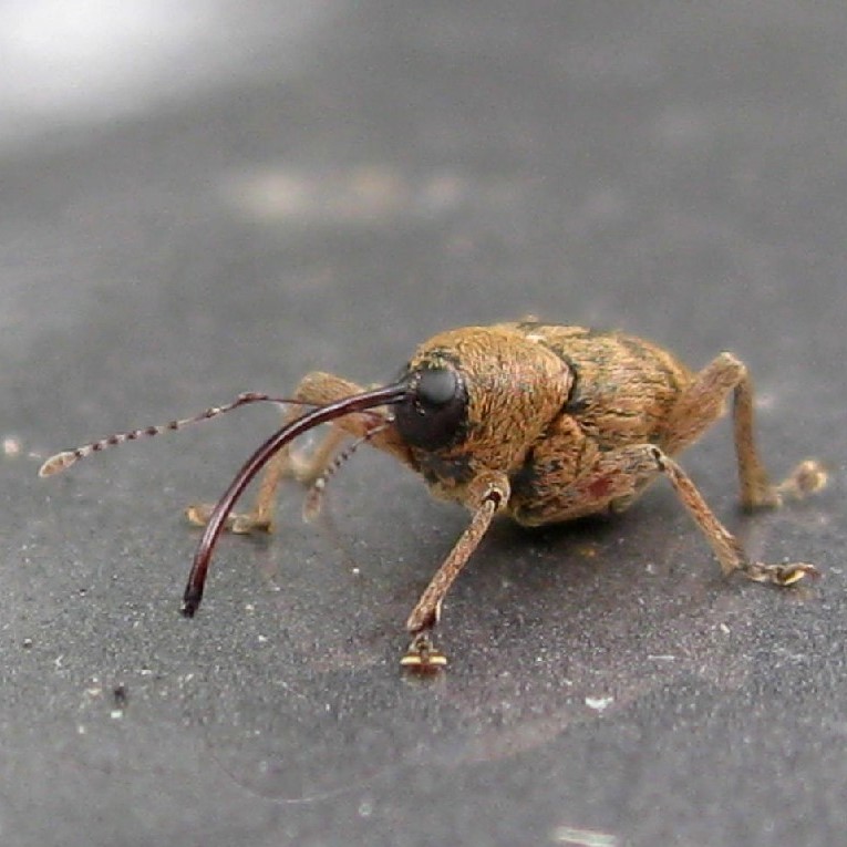 drop bears ready to launch