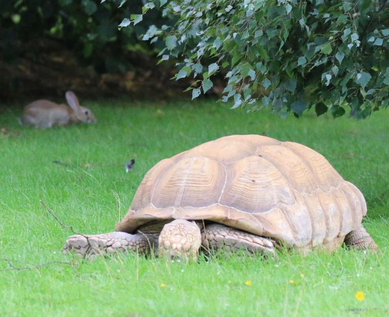 Tortoise and Hare