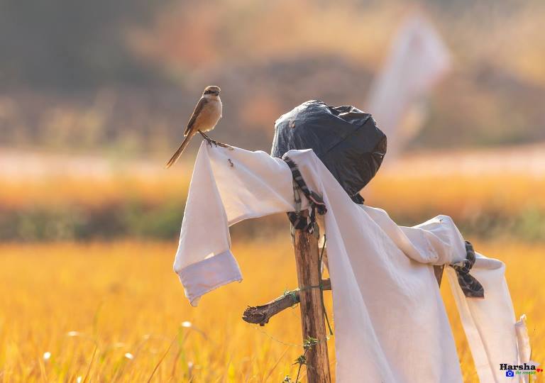 Shrike on scarecrow