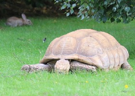 Tortoise and hare