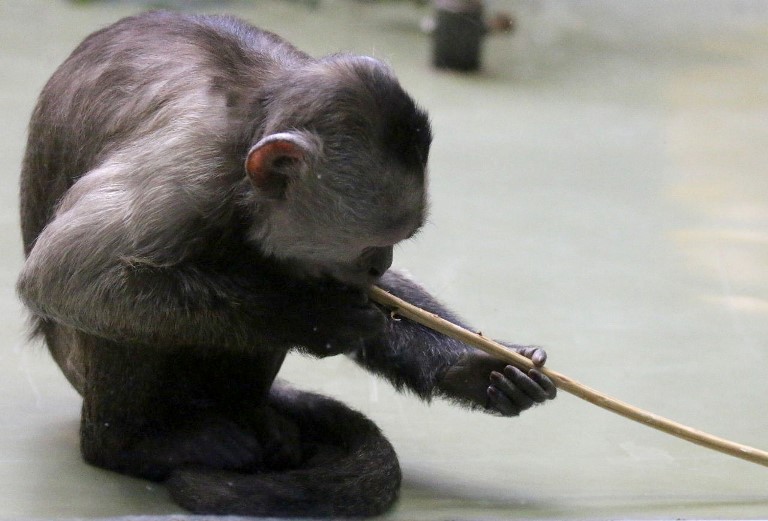 Monkey plays Snooker
