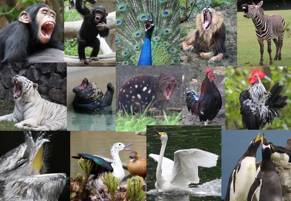 Eurovision finalists 1