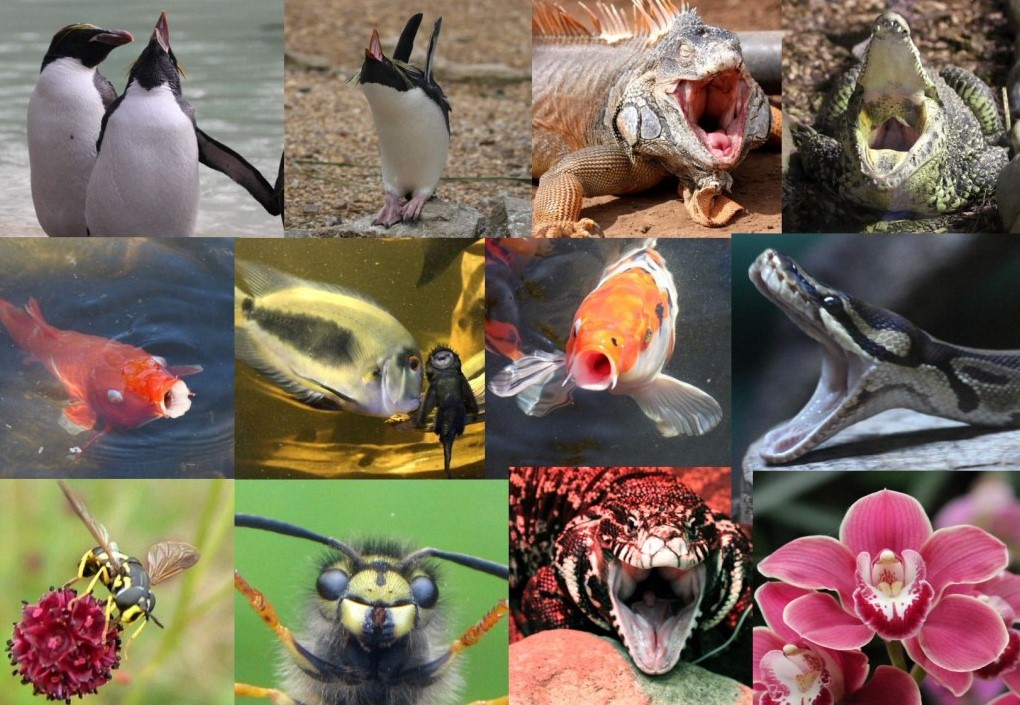 Eurovision finalists 2