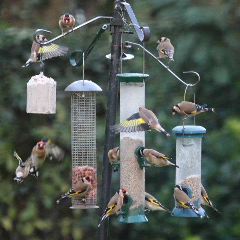 Goldfinches on feeder