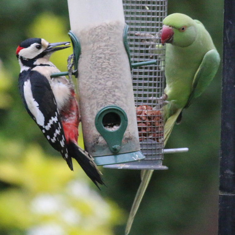Woodpecker and Parakeet