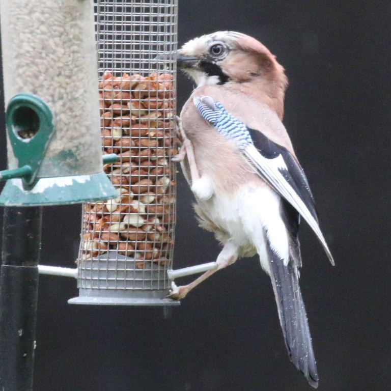 Jay on peanut feeder