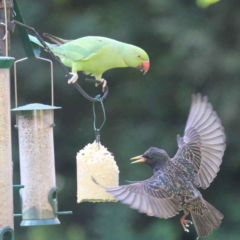 Parakeet and Starling