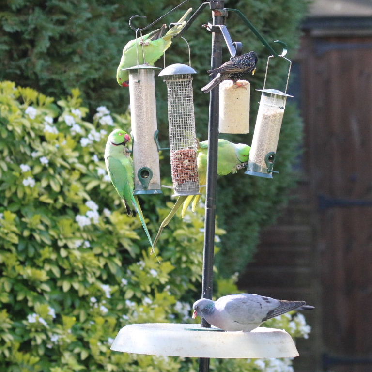 Parakeet, Stock Dove and Starling