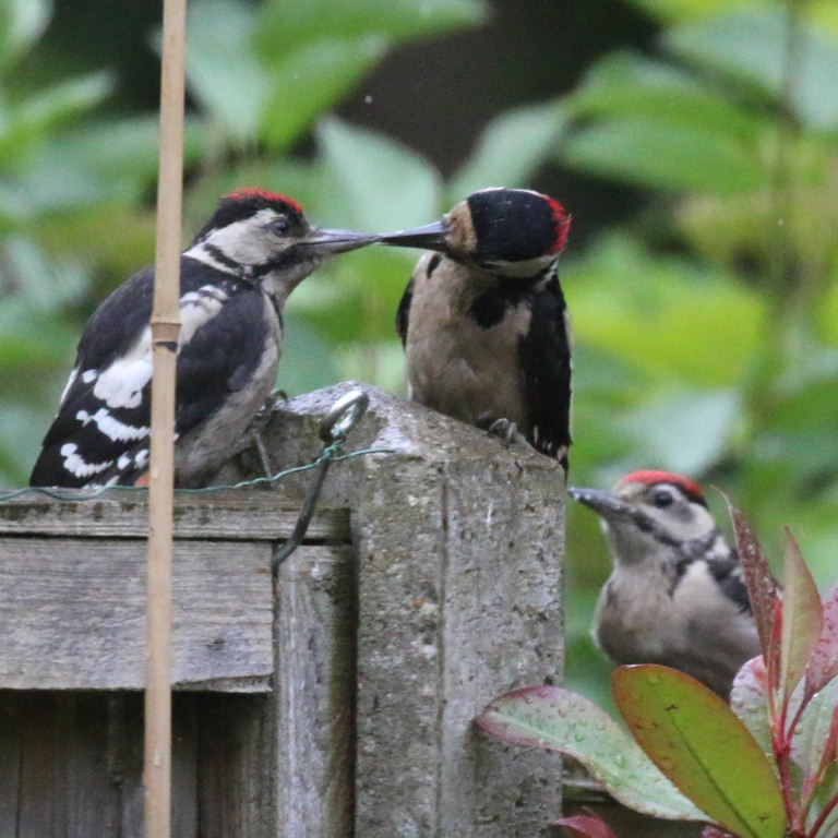 Woodpeckers 2 juveniles