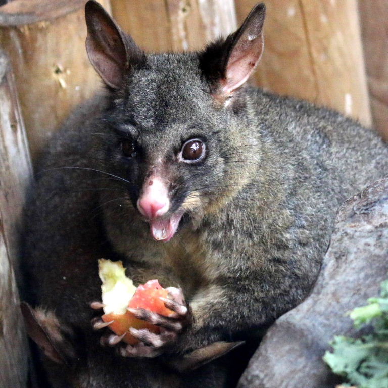 65 percent off Apple