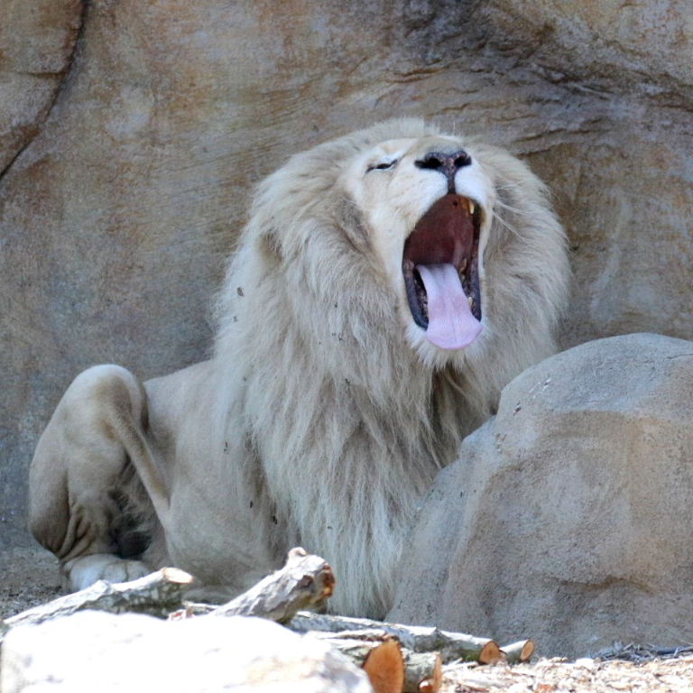 Lion King singing at Pride Rock
