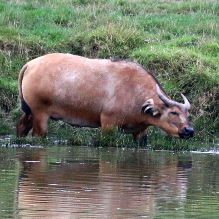 Forest Buffalo in water