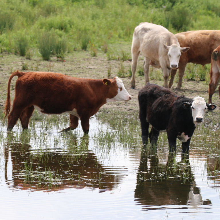 Calves in water