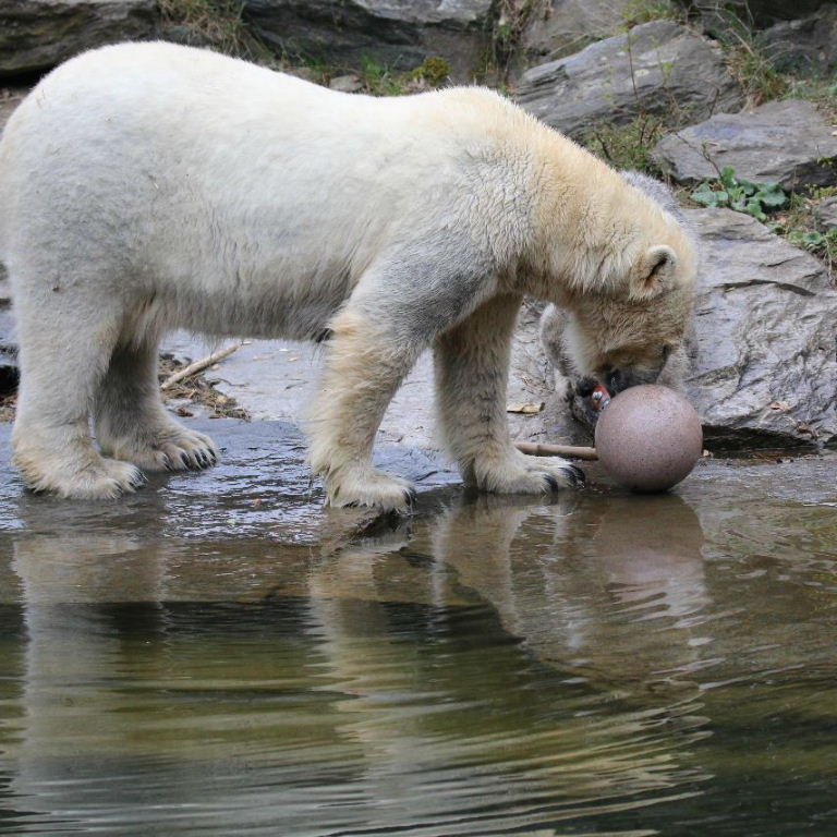 Bears playing Football