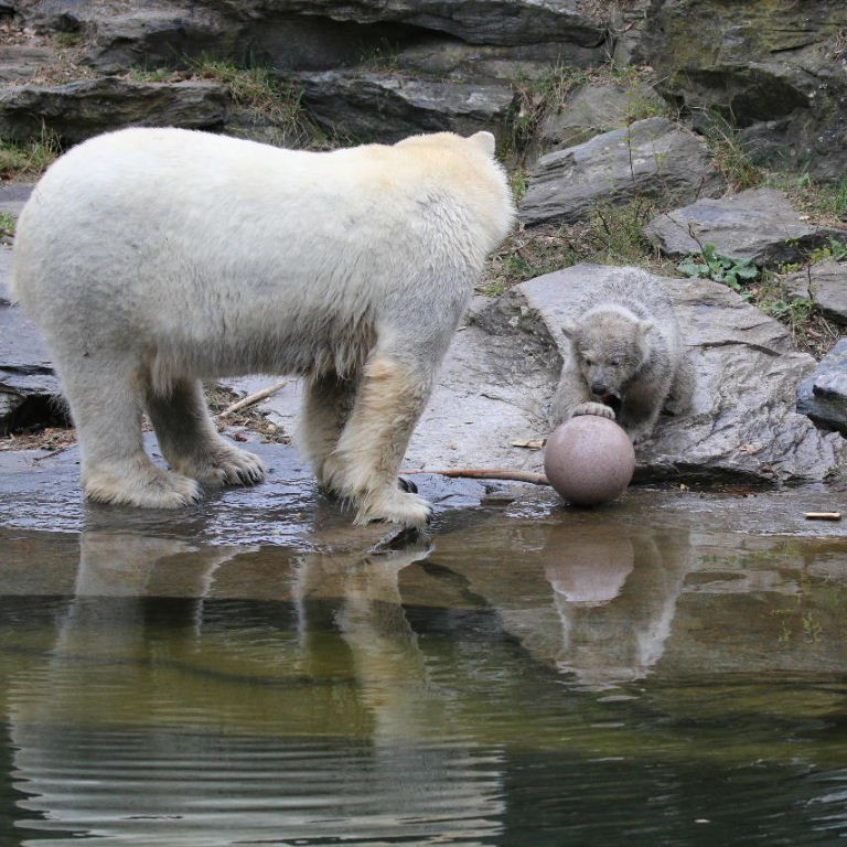 Bear Cub playing Football
