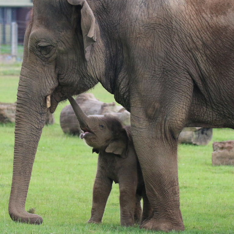 Pair of trunks