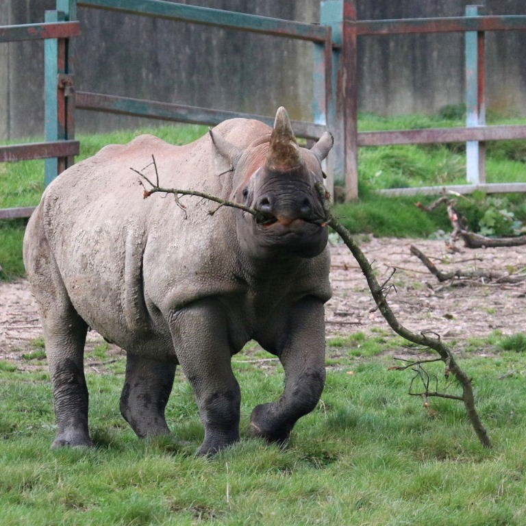 Rhino Neil attempts pole vault