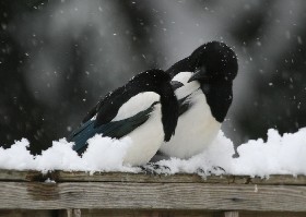 Penguins