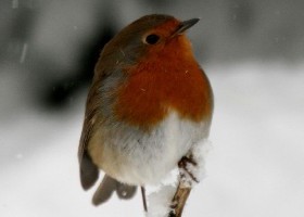 Winter Robin