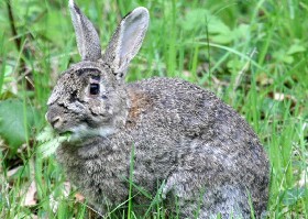 Year of the Rabbit