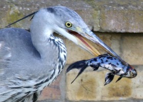 Heron fishing