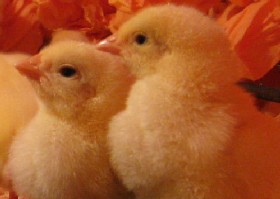 Easter chicks