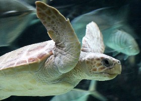 Loggerhead
