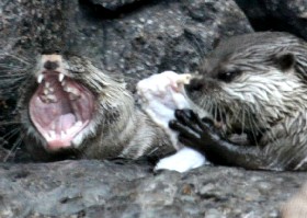 Otterly silly
