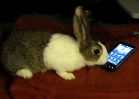 Rabbiting on