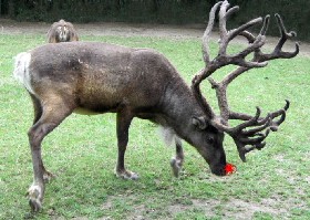 Rudolph