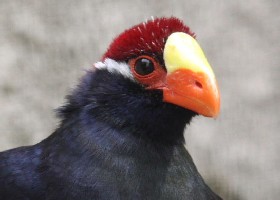 Bird-flu mask