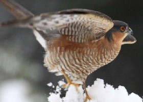 Sparrowhawk