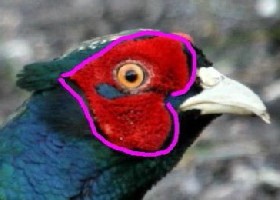 Valentine pheasant