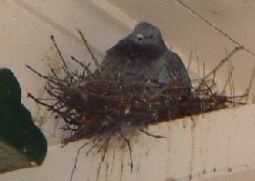 Anti-pigeon spikes